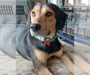 Mutt Dogs for adoption in Boston, MA, USA