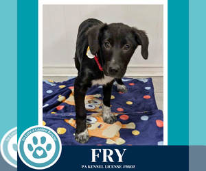 Labrador Retriever-Unknown Mix Dogs for adoption in Kimberton, PA, USA