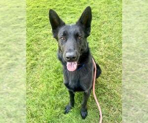 German Shepherd Dog Dogs for adoption in Sacramento, CA, USA