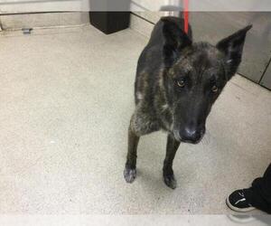 German Shepherd Dog-Unknown Mix Dogs for adoption in Riverside, CA, USA