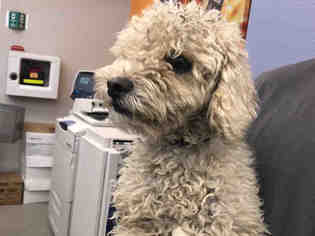 Poodle (Toy) Dogs for adoption in Rancho Cucamonga, CA, USA