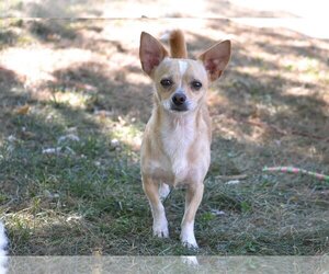Chiweenie Dogs for adoption in Florence, KY, USA