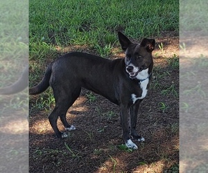 Medium Photo #1 Mutt Puppy For Sale in Winder, GA, USA