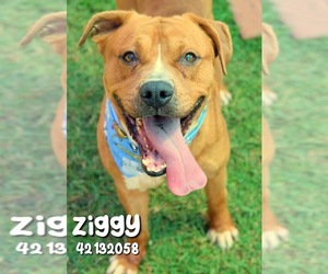 Bulldog-Unknown Mix Dogs for adoption in Gulfport, MS, USA