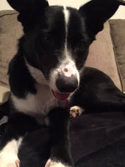 Border Collie Dogs for adoption in Berwick, PA, USA