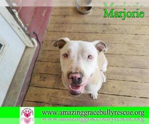 American Staffordshire Terrier-Unknown Mix Dogs for adoption in Pensacola, FL, USA