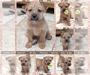 Mutt Dogs for adoption in Mesa, AZ, USA