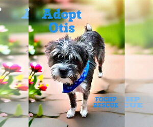 Mutt Dogs for adoption in Menifee, CA, USA