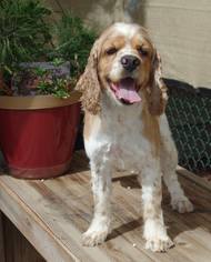 Cocker Spaniel Dogs for adoption in Olalla, WA, USA