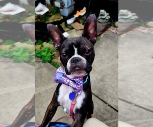 Boston Terrier Dogs for adoption in Springdale, PA, USA