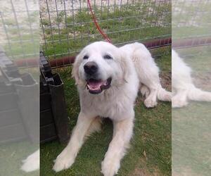 Great Pyrenees Dogs for adoption in Spring, TX, USA