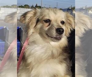 Chihuahua Dogs for adoption in Bakersfield, CA, USA