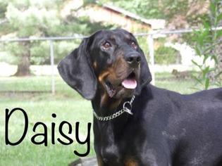 Small Black and Tan Coonhound