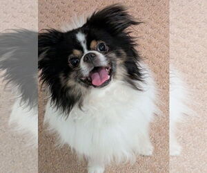 Japanese Chin Dogs for adoption in Greensboro, NC, USA