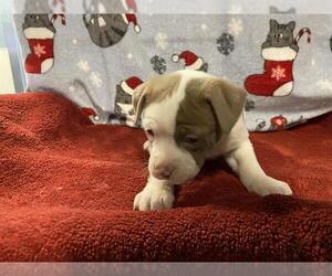 Mutt Dogs for adoption in Modesto, CA, USA