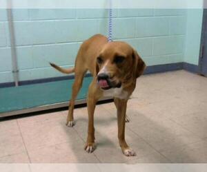 Black Mouth Cur Dogs for adoption in Palmetto, FL, USA