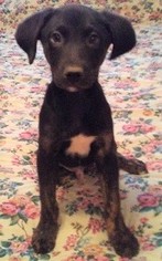Medium Photo #1 Australian Shepherd-Unknown Mix Puppy For Sale in Glenwood, GA, USA