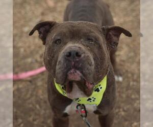 American Staffordshire Terrier Dogs for adoption in San Antonio, TX, USA