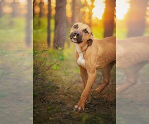 Presa Canario Dogs for adoption in Belleville, IL, USA