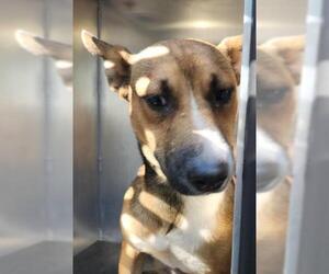 Mutt Dogs for adoption in San Antonio, TX, USA