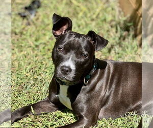 Staffordshire Bull Terrier-Unknown Mix Dogs for adoption in Jefferson, NJ, USA