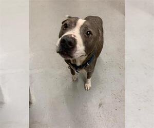American Pit Bull Terrier-Unknown Mix Dogs for adoption in Corpus Christi, TX, USA