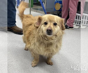 Pomeranian-Welsh Corgi Mix Dogs for adoption in Washington, DC, USA