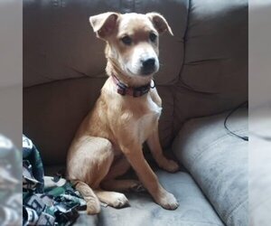 Labrador Retriever-Unknown Mix Dogs for adoption in Polson, MT, USA