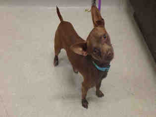 Chiweenie Dogs for adoption in Fairbanks, AK, USA