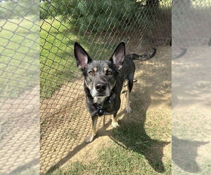 German Shepherd Dog Dogs for adoption in Evansville, IN, USA