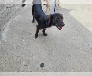 Dachshund Dogs for adoption in Houston, TX, USA