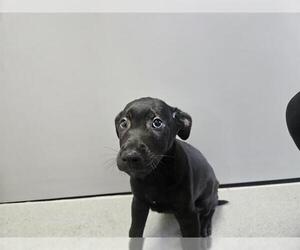 Great Dane-Unknown Mix Dogs for adoption in San Clemente, CA, USA