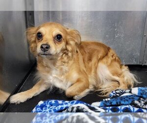 Cocker Spaniel-Unknown Mix Dogs for adoption in Orange, CA, USA