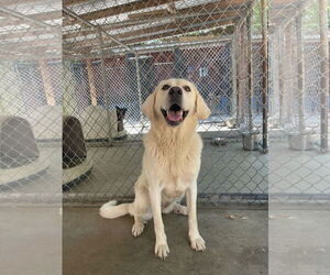Great Pyrenees-Unknown Mix Dogs for adoption in Leavenworth, KS, USA