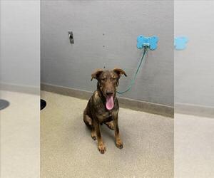 Doberman Pinscher-Unknown Mix Dogs for adoption in Las Vegas, NV, USA