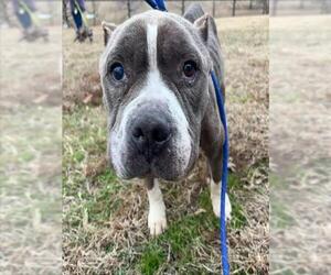 Mutt Dogs for adoption in Forestville, MD, USA