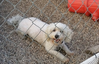 Bichon Frise Dogs for adoption in Mukwonago, WI, USA