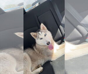 - Mix Dogs for adoption in Chinook, MT, USA