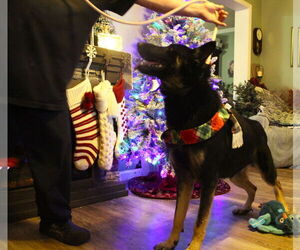 German Shepherd Dog Dogs for adoption in Holly Hill, SC, USA