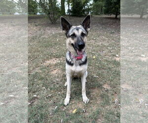 German Shepherd Dog Dogs for adoption in Ball Ground, GA, USA