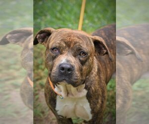 American Pit Bull Terrier Dogs for adoption in Tarboro, NC, USA