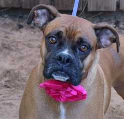 Boxer Dogs for adoption in Lytle, TX, USA