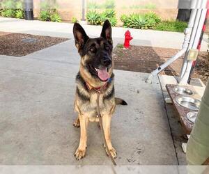 German Shepherd Dog Dogs for adoption in Orange, CA, USA