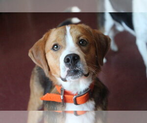 Beagle-Unknown Mix Dogs for adoption in Chestertown, MD, USA