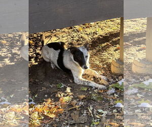 Collie-Unknown Mix Dogs for adoption in Garden City, NY, USA