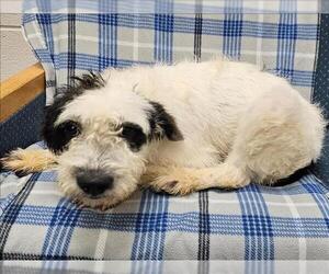 Unknown-Wheaten Terrier Mix Dogs for adoption in Grovetown, GA, USA