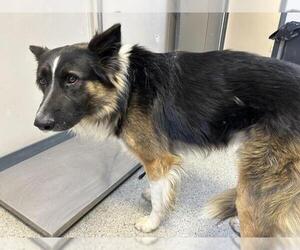 German Shepherd Dog-Unknown Mix Dogs for adoption in Visalia, CA, USA