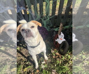 Beagle-Unknown Mix Dogs for adoption in Springdale, PA, USA