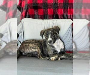 Boxer-Catahoula Leopard Dog Mix Dogs for adoption in Thorndale, TX, USA