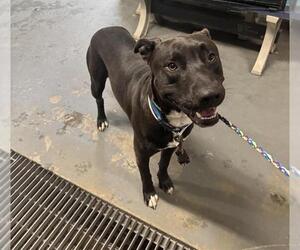 American Pit Bull Terrier Dogs for adoption in Stockton, CA, USA